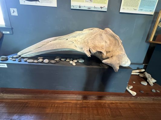 The Whale Museum by null