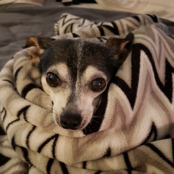 KM Petsitting - Mia - Pet Sitting Near Me KM Petsitting - Mia - Pet Sitting Near Me