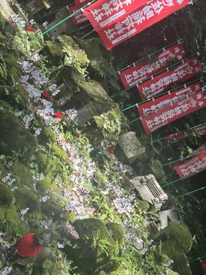 Sasuke Inari Shrine by null