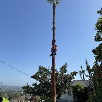 Califa Tree Care - Tree Services Near Me Califa Tree Care - Tree Services Near Me