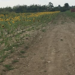 Felicias Farm - FALL in love with the gorgeous sunflowers the incredible nice owner! Pick your own sunflowers and learn about them ! He also has fruits!
