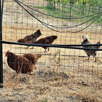 Smokin' Barrel Winery - Chickens - Wineries Near Me - Lincoln, California Smokin' Barrel Winery - Chickens - Wineries Near Me - Lincoln, California
