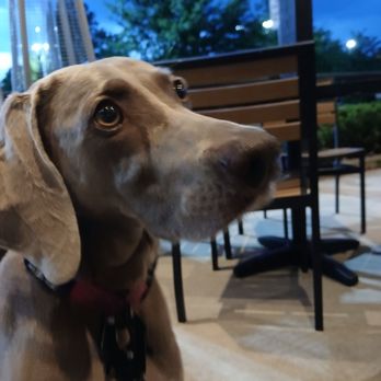 Ugly Dumpling - Chinese Near Me - Fairfax, Virginia Ugly Dumpling - Chinese Near Me - Fairfax, Virginia