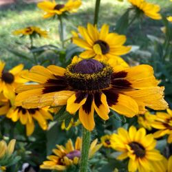 Adams Fruit Market - Black eyed susans for sale