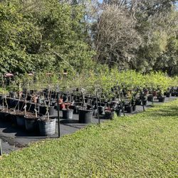Twin Cedars Nursery