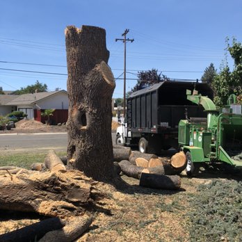 Roberto's Tree Services - Big truck & chipper for this job - Tree Services Near Me Roberto's Tree Services - Big truck & chipper for this job - Tree Services Near Me