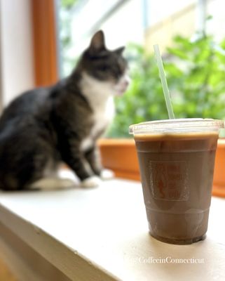 Mew Haven Cat Cafe by null