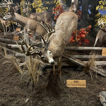 Cabela's - Outdoor Gear Near Me - Triadelphia, West Virginia
