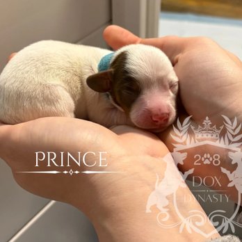 208 Dox Dynasty - Pet Breeders Near Me - Nampa, Idaho 208 Dox Dynasty - Pet Breeders Near Me - Nampa, Idaho