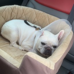My pup on her way home.