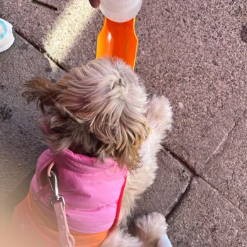 Millie's Cafe - Pasadena - Puppy Friendly! - Breakfast & Brunch Near Me - Pasadena, California Millie's Cafe - Pasadena - Puppy Friendly! - Breakfast & Brunch Near Me - Pasadena, California