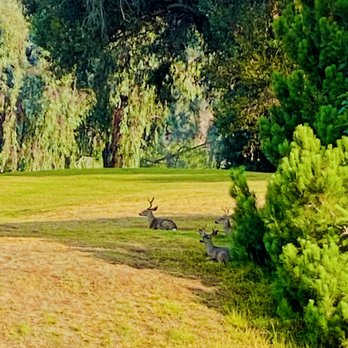 Marshall Canyon Golf Course - Deer squad - Golf Near Me - La Verne, California Marshall Canyon Golf Course - Deer squad - Golf Near Me - La Verne, California
