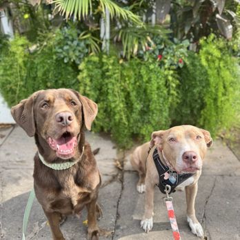 VEG ER for Pets - Colby and his sister, Sedona. - Emergency Pet Hospital Near Me - Austin, Texas VEG ER for Pets - Colby and his sister, Sedona. - Emergency Pet Hospital Near Me - Austin, Texas