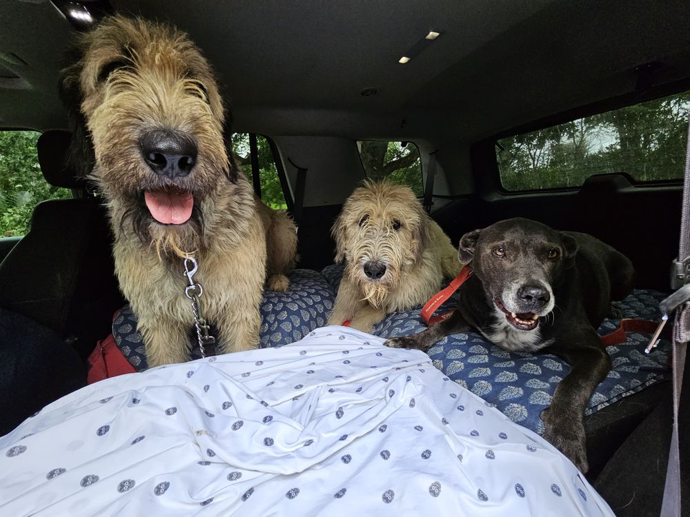 Mitzie Rue’s Canine Corral - pet boarding facility in Guthrie Center, IA