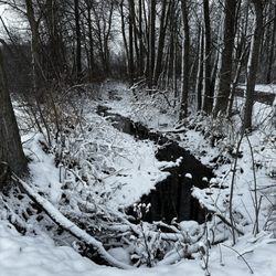 Mosquito Lake State Park - Snowy creek