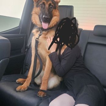 Positive-LA - Pet Training Near Me - Los Angeles, California Positive-LA - Pet Training Near Me - Los Angeles, California