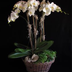 Plants & Flowers