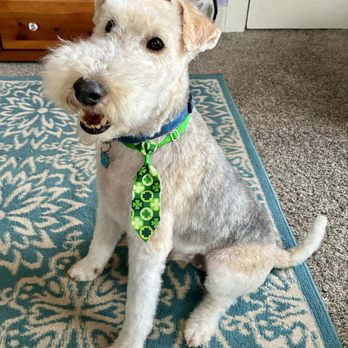 Woof's Play & Stay - Sniffy looking awesome after grooming - Pet Sitting Near Me - Topeka, Kansas Woof's Play & Stay - Sniffy looking awesome after grooming - Pet Sitting Near Me - Topeka, Kansas