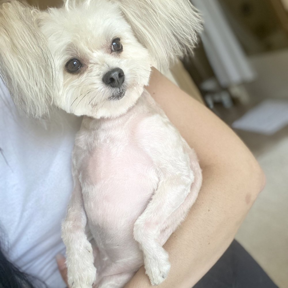 Fur Oak Professional Pet Grooming - He's all ready for summer! - Pet Groomers Near Me - Austin, Texas Fur Oak Professional Pet Grooming - He's all ready for summer! - Pet Groomers Near Me - Austin, Texas