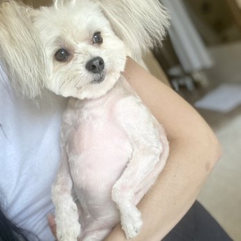 Fur Oak Professional Pet Grooming - He's all ready for summer! - Pet Groomers Near Me - Austin, Texas