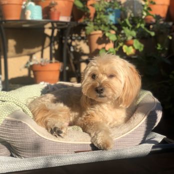 Dogue Spa - Lounging in the sun enjoying his new 'do - Pet Groomers Near Me - West Hollywood, California Dogue Spa - Lounging in the sun enjoying his new 'do - Pet Groomers Near Me - West Hollywood, California