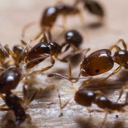 Bepestfree Pest Control Gold Coast - Bepestfree Pest Control Gold Coast