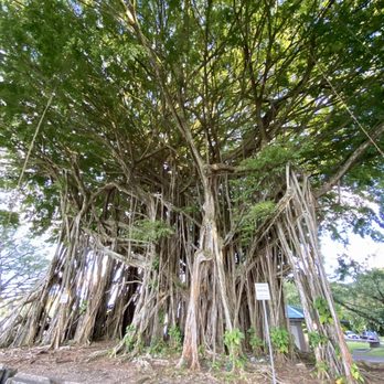 Banyan Drive - 06.03.21 Babe Ruth planted a banyan tree on October 28, 1933, on his first day here (not pictured) - Local Flavor Near Me - Hilo, Hawaii Banyan Drive - 06.03.21 Babe Ruth planted a banyan tree on October 28, 1933, on his first day here (not pictured) - Local Flavor Near Me - Hilo, Hawaii