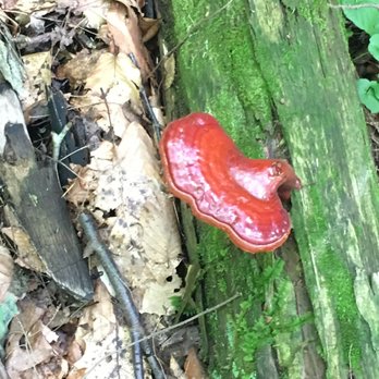 Hocking Hills State Park - Fungi - Hiking Near Me - Logan, Ohio