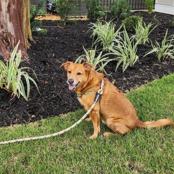 Cordial Canine Pet Services - Pet Training Near Me - Mount Pleasant, South Carolina Cordial Canine Pet Services - Pet Training Near Me - Mount Pleasant, South Carolina
