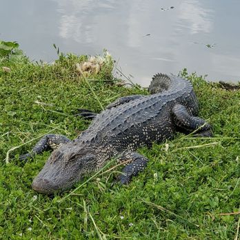 Ultimate Swamp Adventures - Tours Near Me - Westwego, Louisiana