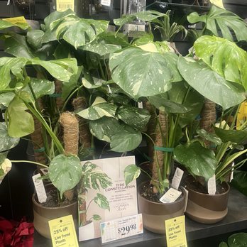 H-E-B - Great price on this Thai Constellation - Grocery Near Me - Katy, Texas