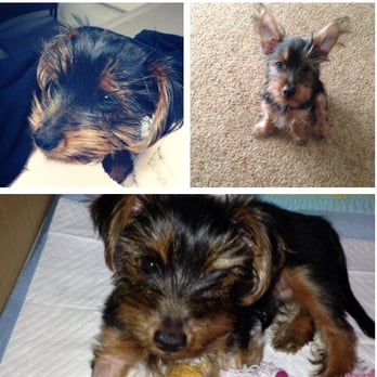South County Veterinary Hospital - Our puppy that survived parvo. Thanks to South county and Efrain! :) - Veterinarians Near Me - Selma, California