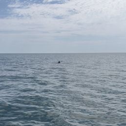 Dolphin