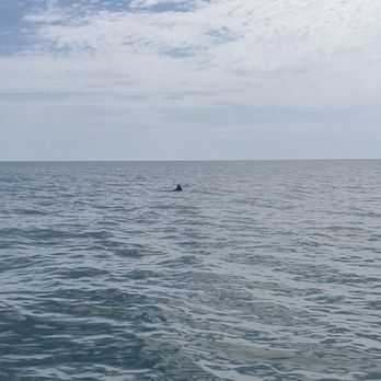 Blue Wave Adventures - Dolphin - Boat Tours Near Me - Murrells Inlet, South Carolina
