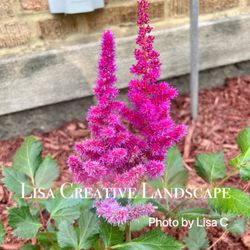 Lisa Creative Landscape - Front yard redo. More pictures in our website:https://www.lisacreativelandscape.com/