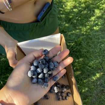 Rose Hill Farm - Blueberry picking - Fruits & Veggies Near Me - Red Hook, New York