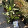 Photo of Milberger Landscaping