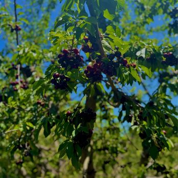 Maggiore Cherry Ranch - Fruits & Veggies Near Me - Brentwood, California