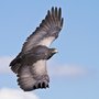 Photo of International Centre for Birds of Prey