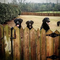 Blue Ribbon Kennels