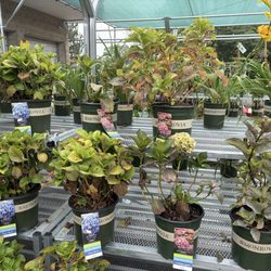 Olson's Ace Hardware - Premium plants for an unbeatable price at the end of the season.