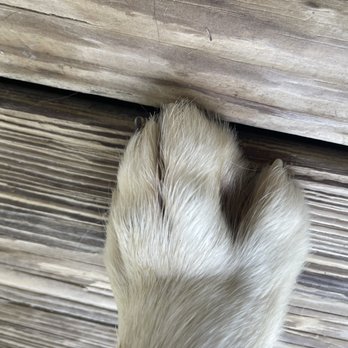 Daisy's Doggie Daycare - Pet Boarding Near Me - Batesville, Indiana Daisy's Doggie Daycare - Pet Boarding Near Me - Batesville, Indiana