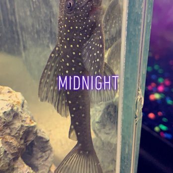Bell Bird Farm - Blue Phantom - Pet Stores Near Me - Bell, California
