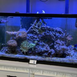Savour Coffee - Amazing fish tank!