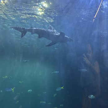 Shedd Aquarium - Sharks - Aquariums Near Me - Chicago, Illinois Shedd Aquarium - Sharks - Aquariums Near Me - Chicago, Illinois