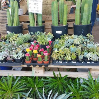 Dig It Gardens - Cacti- succulents - Nurseries & Gardening Near Me - Phoenix, Arizona