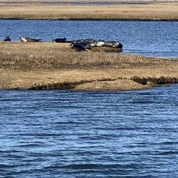 Long Island Whale & Seal Watching