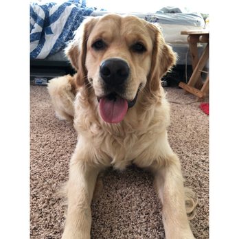 Poochies and Mutts - Before appointment - Pet Boarding Near Me - Green Bay, Wisconsin