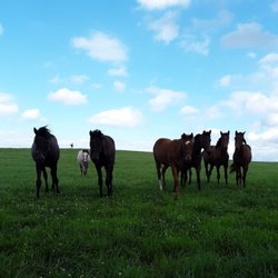 Calumet Farm