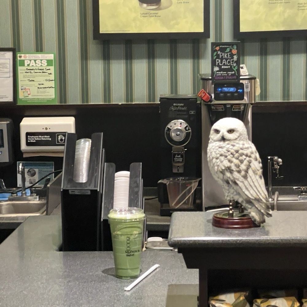 Barnes & Noble - It's the matcha and the owl - Bookstores Near Me - San Bruno, California Barnes & Noble - It's the matcha and the owl - Bookstores Near Me - San Bruno, California